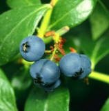 2022 Alabama Blueberry Festival